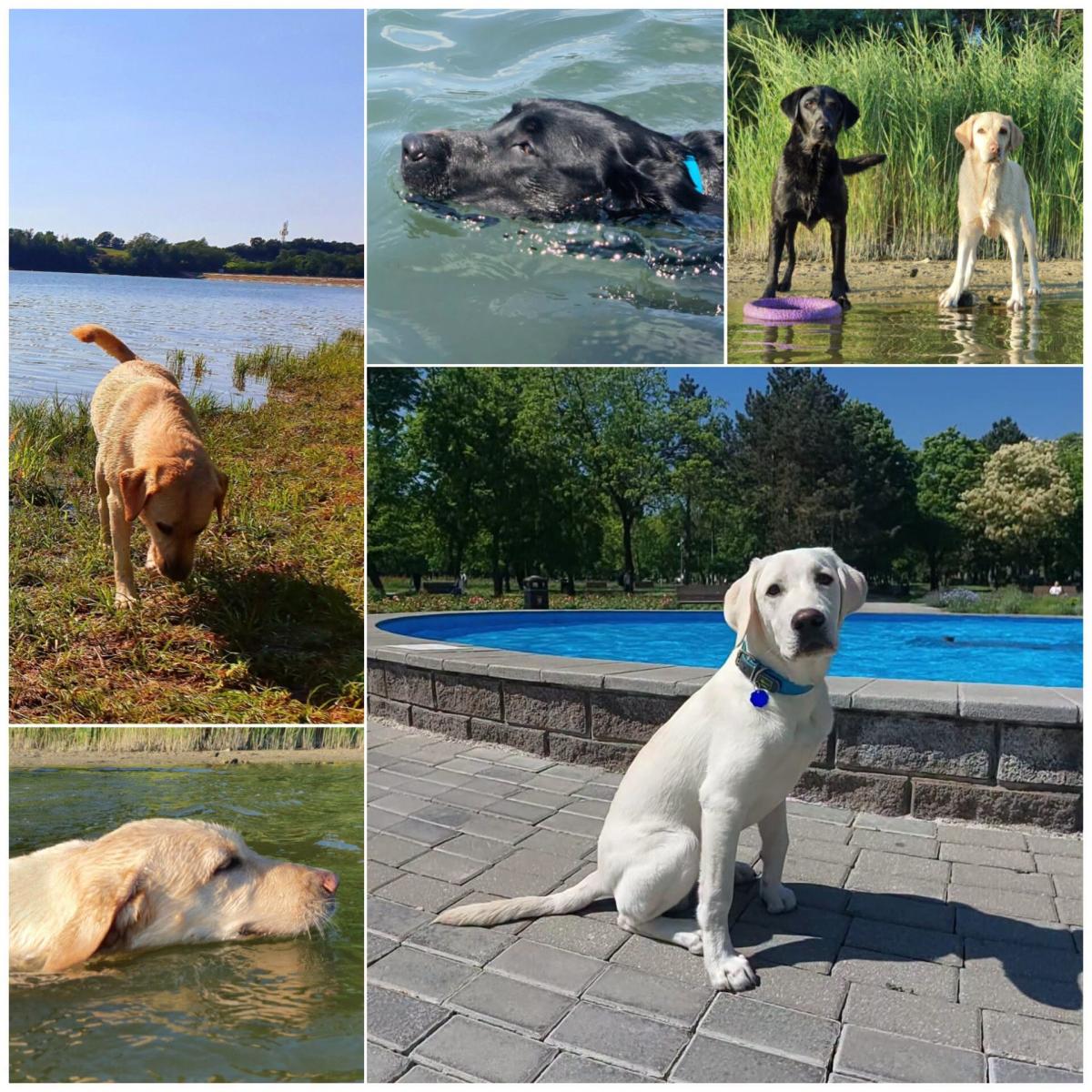 koláž fotografií tvoria viaceré scenérie vodných plôch so žltými a čiernymi labradormi. Na dvoch fotkách psy plávajú, na jednej stoja v plytkej vode počas ,,plávacej" pauzy, ďalší fragment koláže ukazuje psa po kúpaní ako sa prechádza pri brehu jazera. Najväčšia fotografia koláže zobrazuje mladučkého labradora poslušne sediaceho pred fontánou, pozerá sa smerom do objektívu.