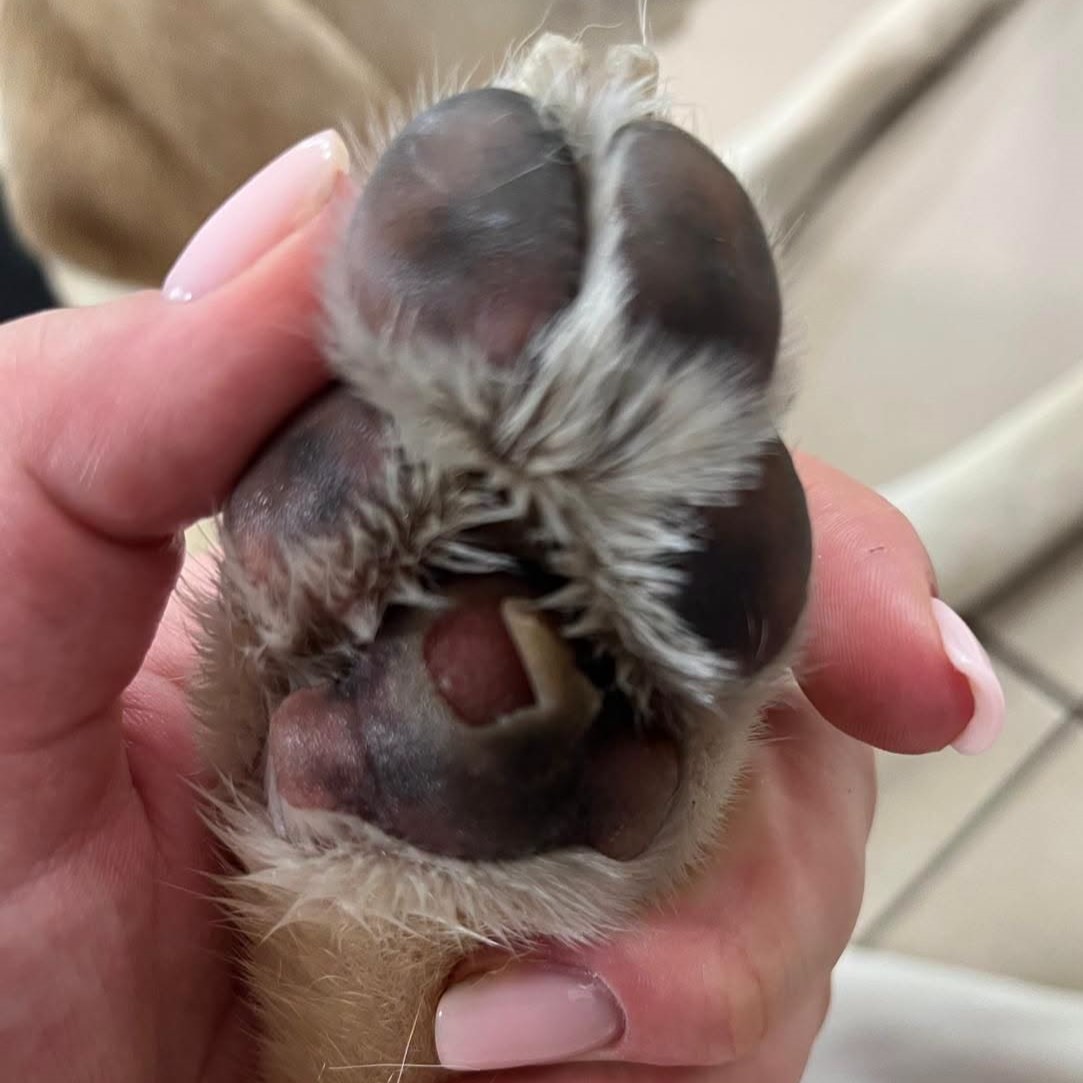 Detail labky žltého labradorského retrievera. Najväčší vankúšik je poškodený popálením — koža je odchlipnutá a miesto je výrazne začervenané.