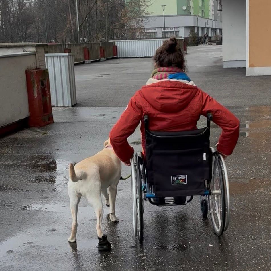 trénerka sedí na invalidnom vozíku, po ľavej strane vedľa nej kráča žltý labrador. Trénujú spolu v exteriéri v sychravom počasí